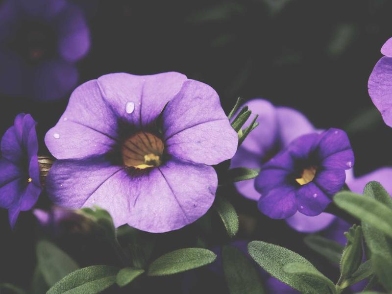 sudoku guest mode screenshot 4